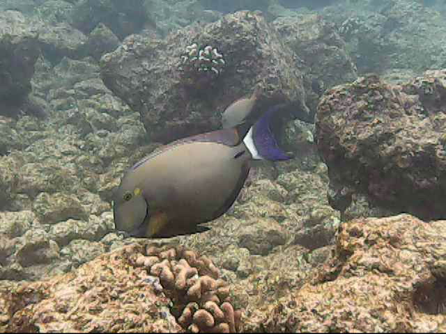 Day 11 snorkeling @ Poipu Beach